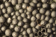 Ruzenia spermoides