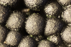 Ruzenia spermoides