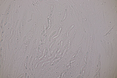 Ruzenia spermoides