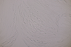 Ruzenia spermoides