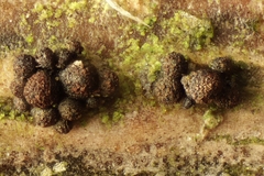 Fusarium sambucinum