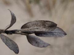 Salix repens argentea
