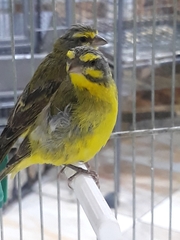 Crithagra mozambica