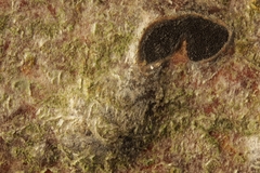 Stilbospora macrosperma