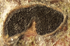 Stilbospora macrosperma