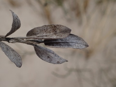 Salix repens argentea