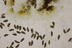 Stilbospora macrosperma