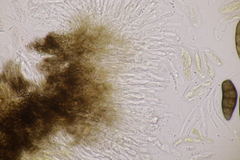 Stilbospora macrosperma