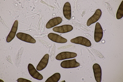 Stilbospora macrosperma