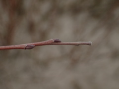 Salix repens argentea