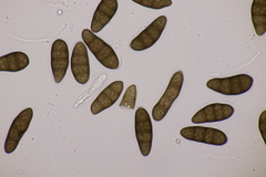 Stilbospora macrosperma