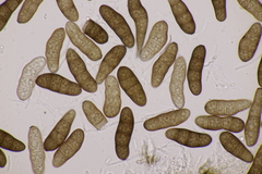 Stilbospora macrosperma