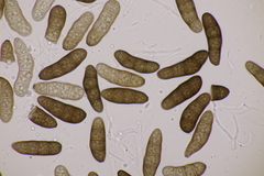 Stilbospora macrosperma