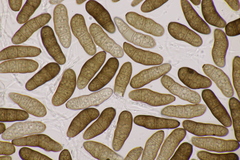 Stilbospora macrosperma