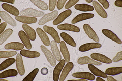 Stilbospora macrosperma