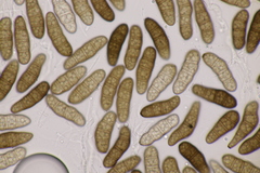 Stilbospora macrosperma