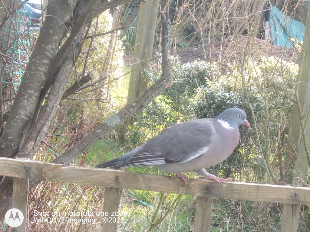 European Woodpigeon from Milton Street, Polegate BN26 5RP, UK on