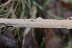 Aleurodiscus aurantius