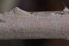 Aleurodiscus aurantius