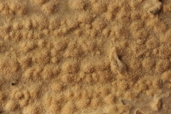 Aleurodiscus aurantius