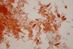 Aleurodiscus aurantius