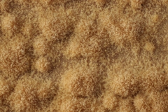 Aleurodiscus aurantius