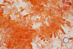Aleurodiscus aurantius