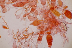 Aleurodiscus aurantius