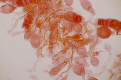 Aleurodiscus aurantius