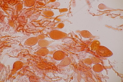 Aleurodiscus aurantius