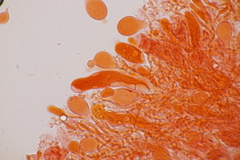 Aleurodiscus aurantius