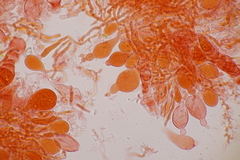 Aleurodiscus aurantius