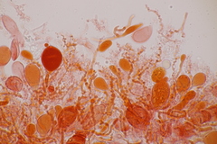 Aleurodiscus aurantius
