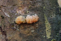 Naematelia encephala