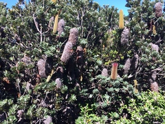 Banksia praemorsa