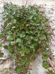 Cymbalaria muralis