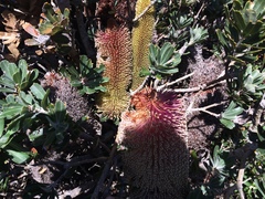 Banksia praemorsa