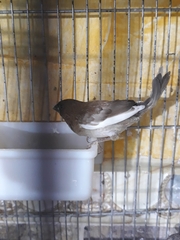 Lonchura striata domestica