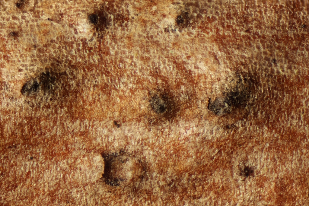 Dyfrolomycetales