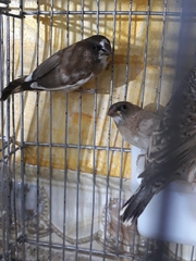 Lonchura striata domestica