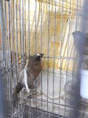 Lonchura striata domestica