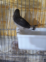 Lonchura striata domestica