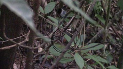 Garrulax castanotis