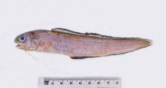 Ophidion genyopus