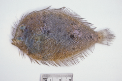 Lord Howe Island Flounder photo 3