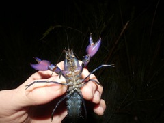 Cherax robustus