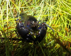 Cherax robustus
