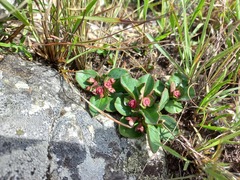 Euphorbia mafingensis image