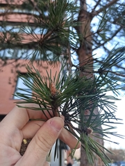 Pinus sylvestris