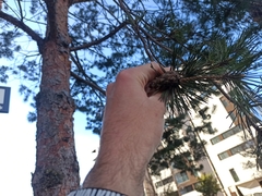 Pinus sylvestris